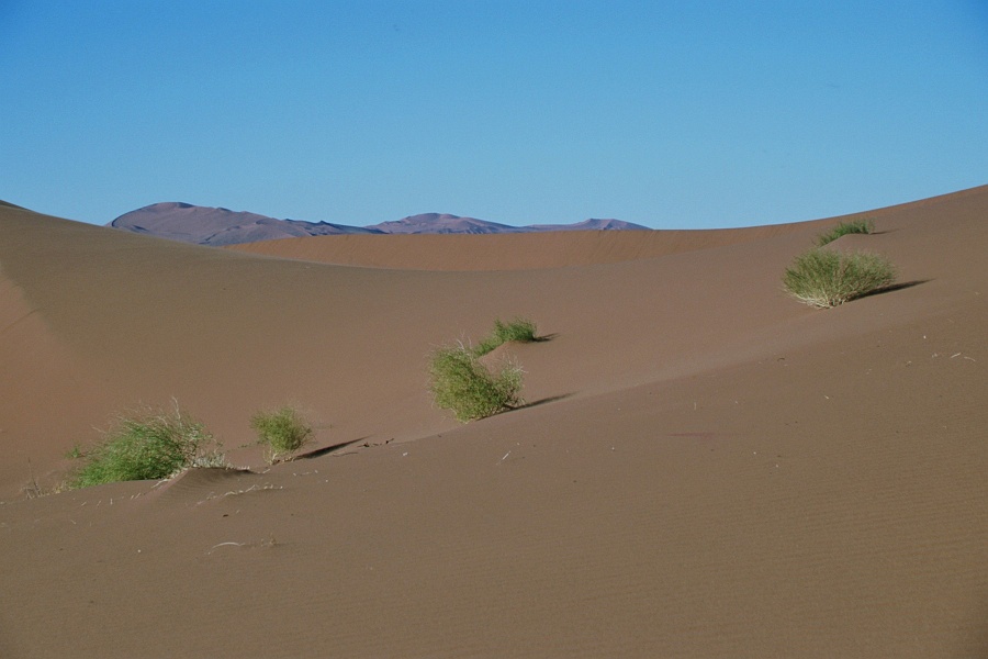 Namib117