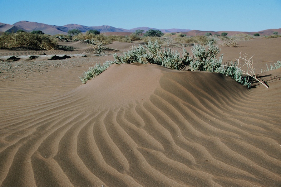 Namib121