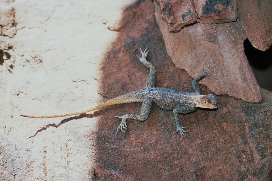 Namib334