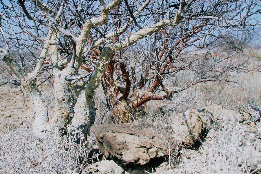 Namib403