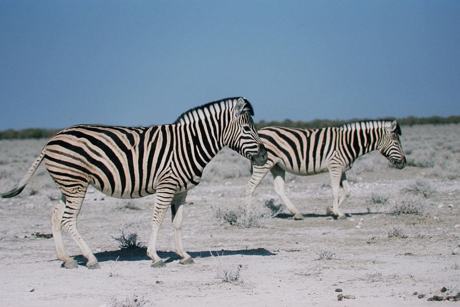 Namib406
