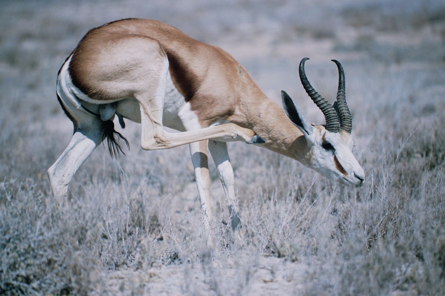 Namib408