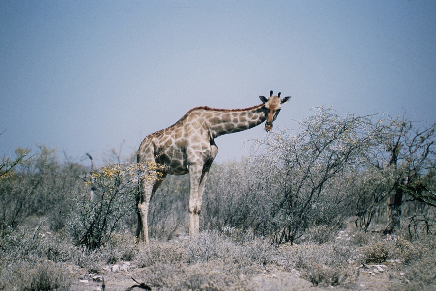 Namib417
