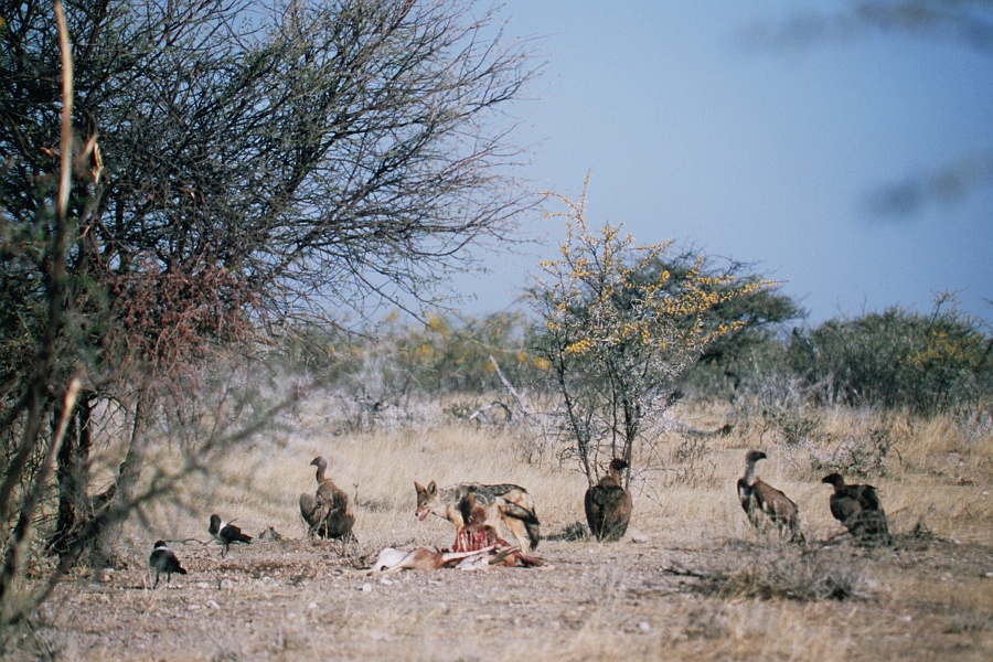 Namib427