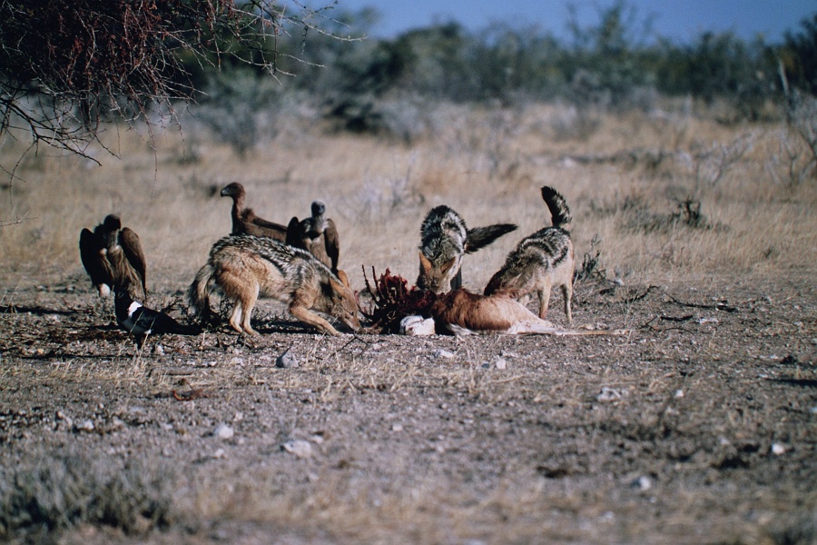 Namib428