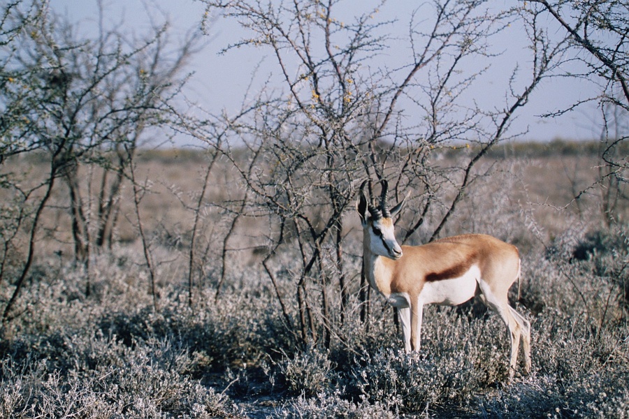 Namib431