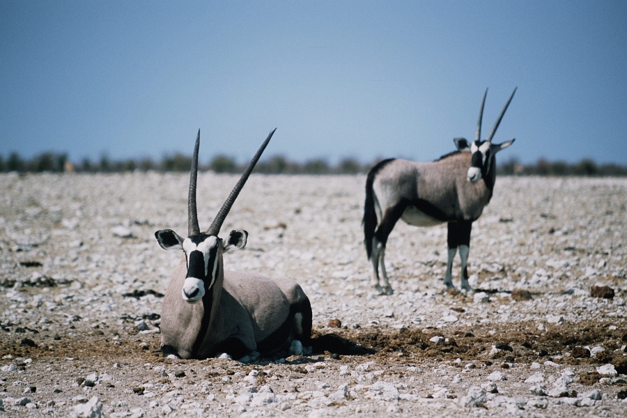 Namib517
