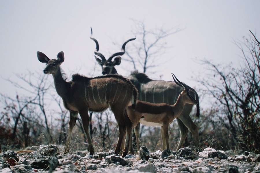 Namib518
