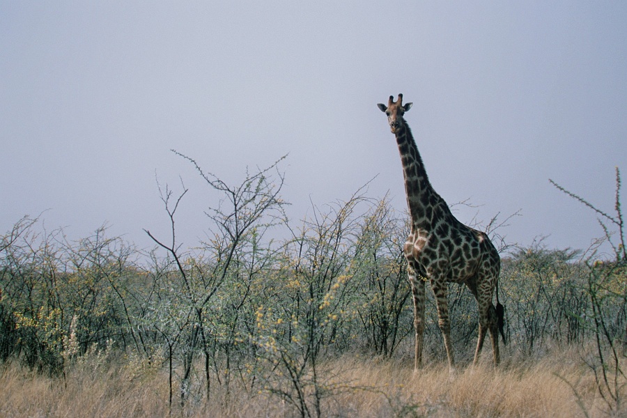 Namib529