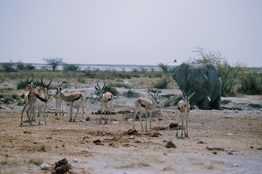 Namib532