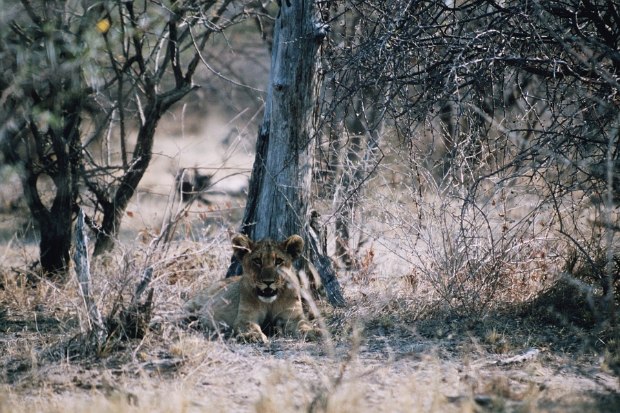 Namib535