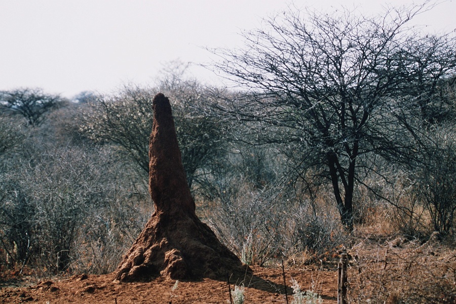 Namib608