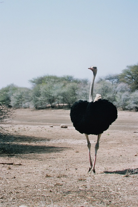 Namib610