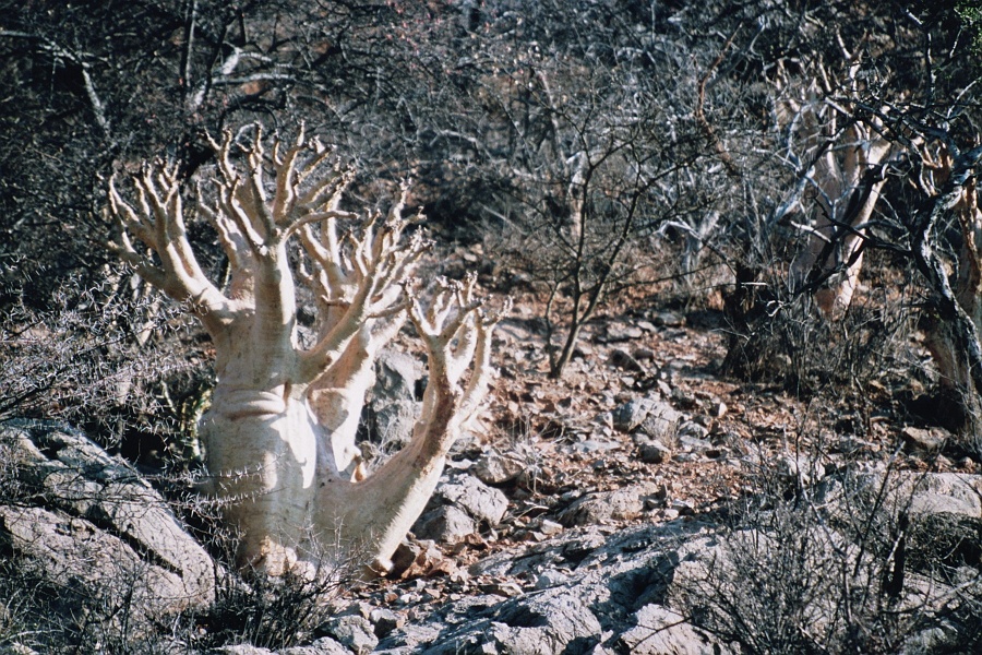 Namib612