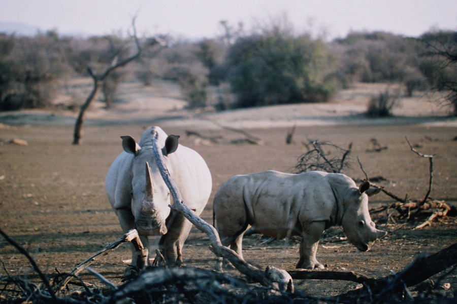 Namib621