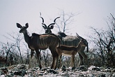 Namib518