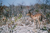 Namib519