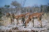 Namib520