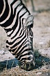 Namib523