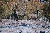 Namib528