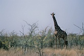 Namib529