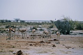 Namib532
