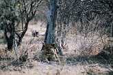 Namib535