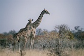 Namib536