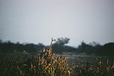 Namib607