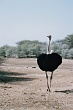Namib610