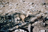 Namib611