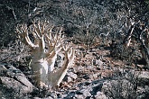Namib612