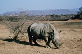 Namib616