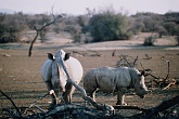 Namib621